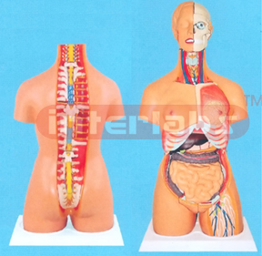 ADVANDCED MULTIFUNCTIONAL-COMPOSITIVABLE HUMAN TORSO MODEL COLLECTION